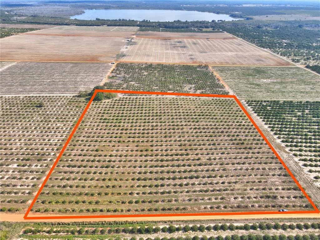 An aerial view shows a rectangular plot of land planted with rows of citrus trees — 0 C SULLIVAN ROAD, FROSTPROOF, FL