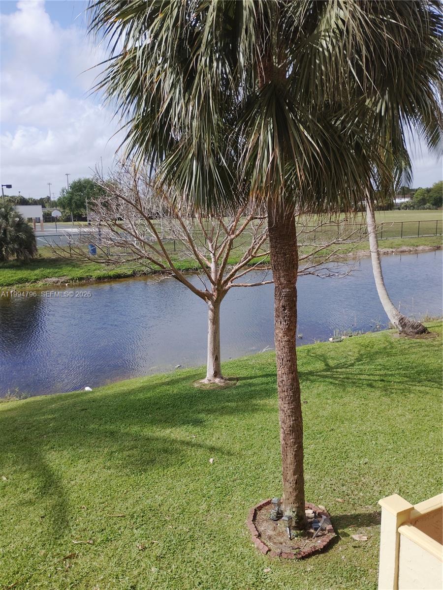 A palm tree stands in a grassy yard overlooking a small canal and park area — LAUDERDALE LAKES, FL