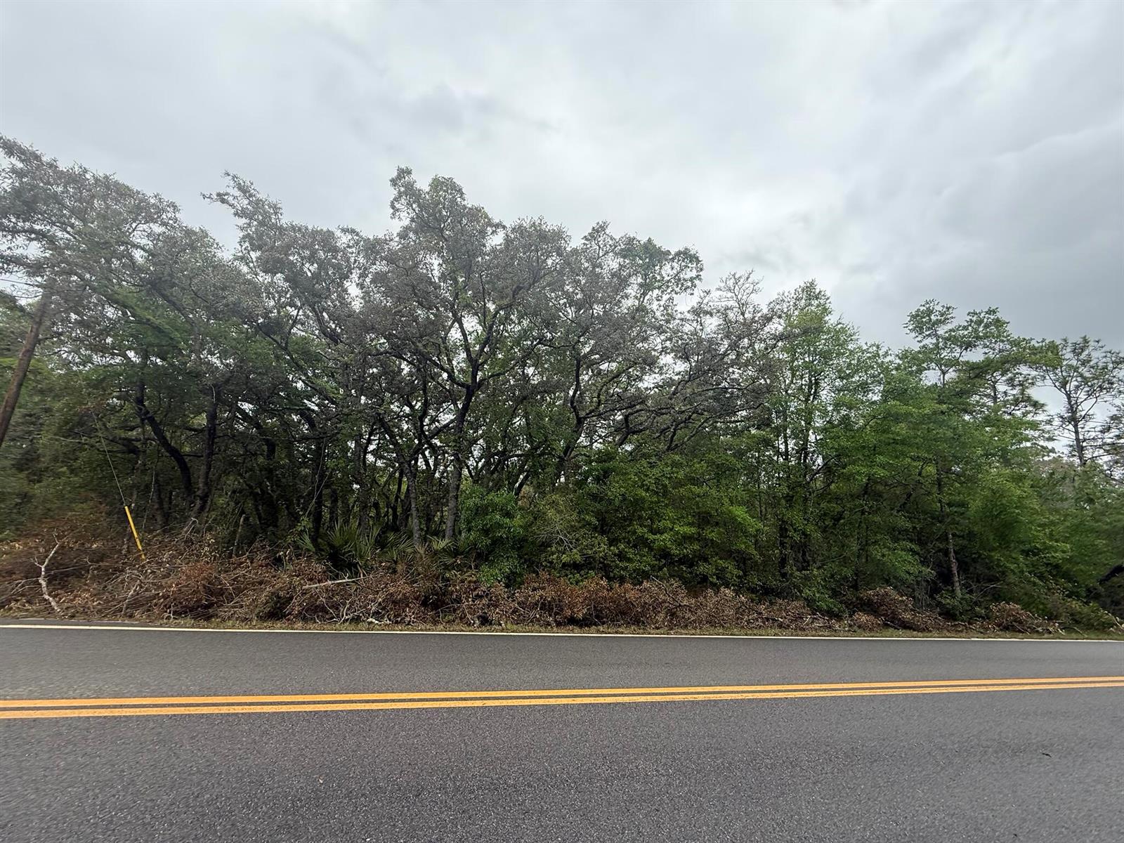 A paved road runs in front of a dense line of trees under a cloudy sky — Tbd Theresa Avenue, FL 32148, FL