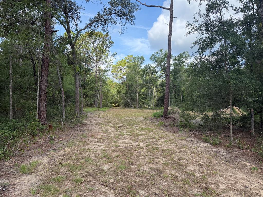 A cleared, sandy path leads through a wooded area with tall pine and oak trees — 0 IDLEWOOD DRIVE, WEBSTER, FL