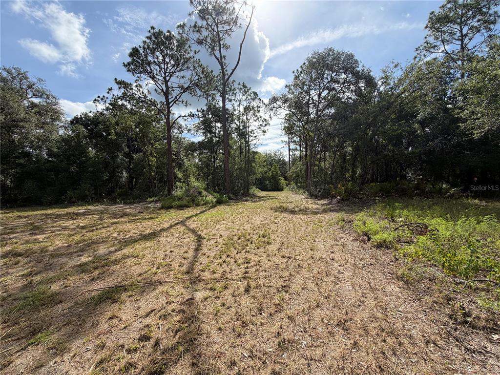 A cleared, grassy lot surrounded by tall pine trees and dense woods under a sunny sky — 0 IDLEWOOD DRIVE, WEBSTER, FL