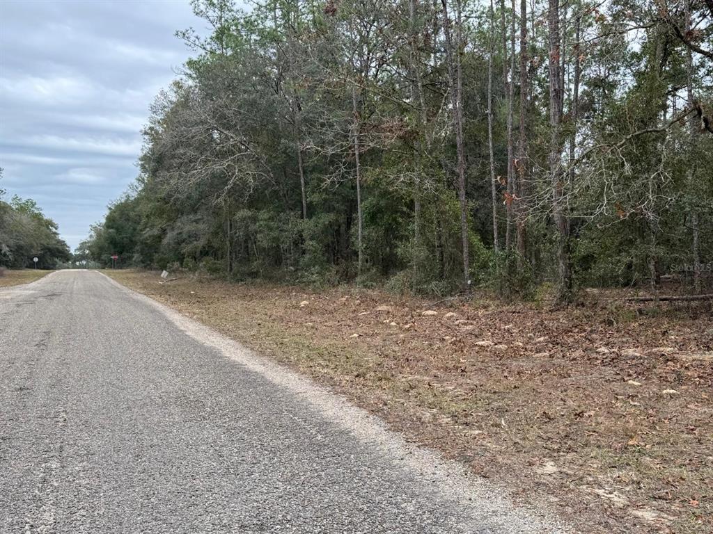 A paved road runs alongside a wooded lot with scattered trees and dry ground — 60 E FALCON STREET, DUNNELLON, FL