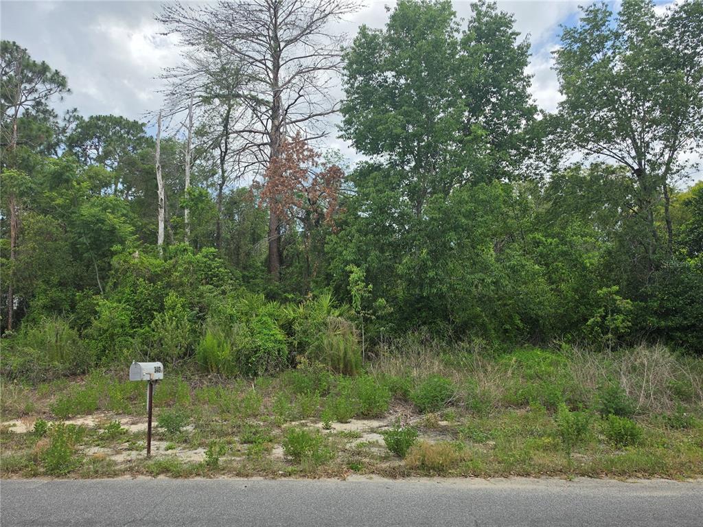 A vacant, wooded residential lot features a single mailbox standing near the paved road — 3475 EL PRADO AVENUE, SPRING HILL, FL