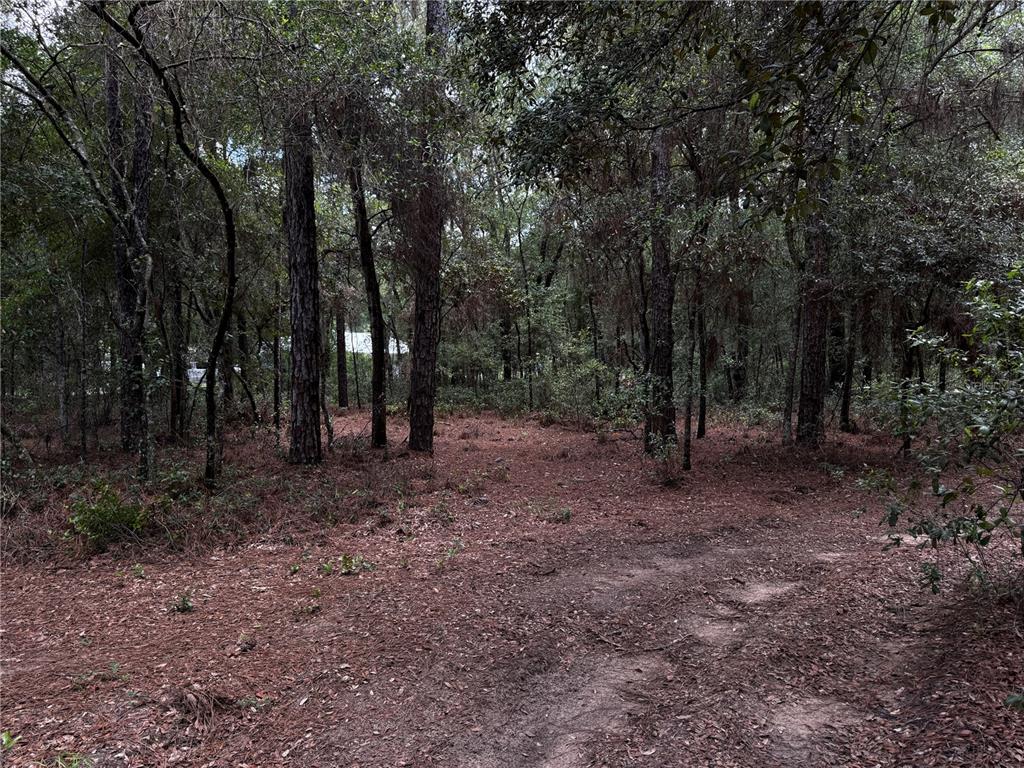A wooded lot with tall pine trees and a dirt path covered in pine needles — SW 54TH STREET, DUNNELLON, FL