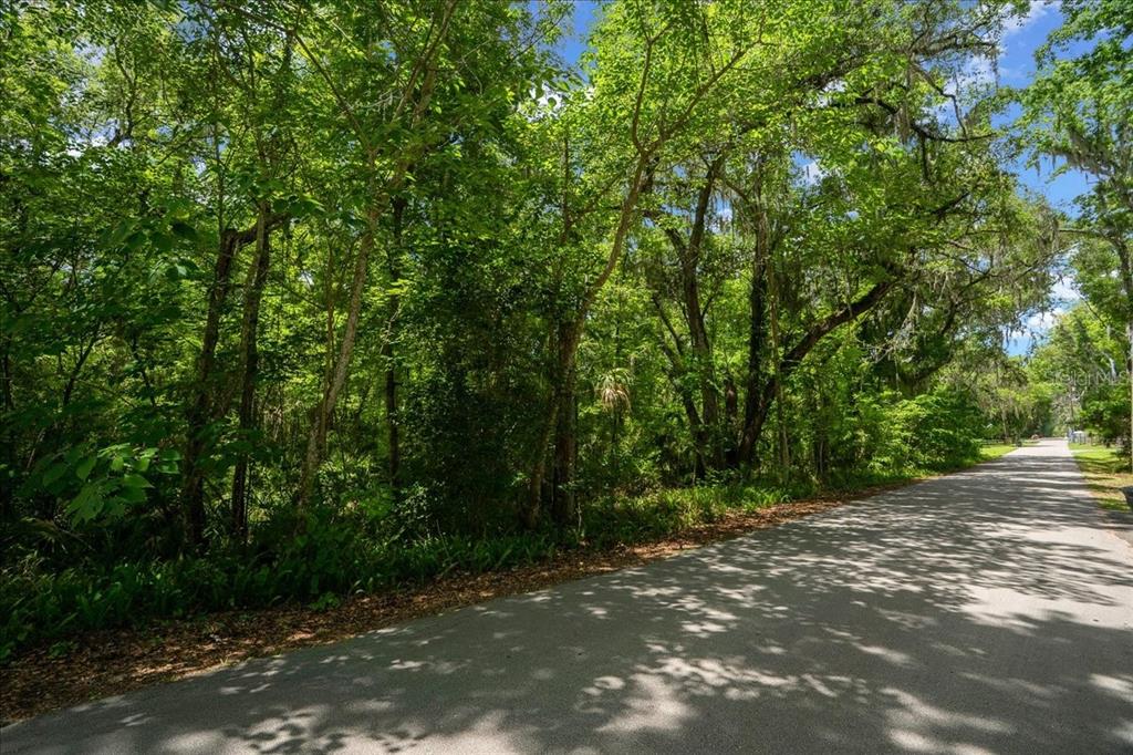 A paved road runs alongside a dense, wooded lot with mature trees and green foliage — 3334 SE 45TH ST, OCALA, FL