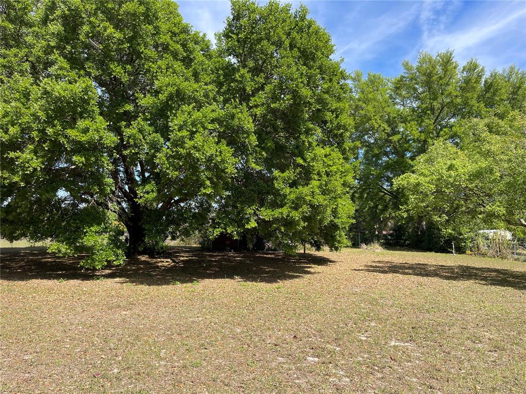 A large, grassy lot features several mature, leafy trees under a blue sky — 15121 SE 175TH STREET, WEIRSDALE, FL