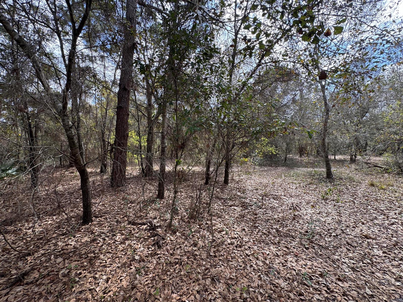 A wooded lot covered in fallen leaves with various trees under a bright sky — 000 1st Street, FL 34739, FL
