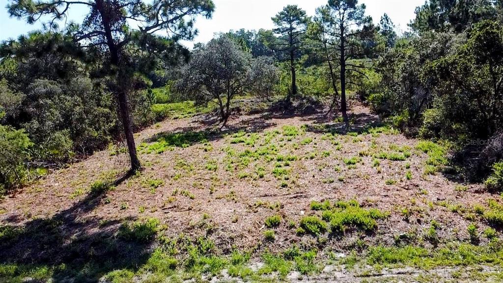 A slightly elevated, partially cleared wooded lot with scattered trees and low-lying vegetation — 0 MALAUKA PASS, OCKLAWAHA, FL