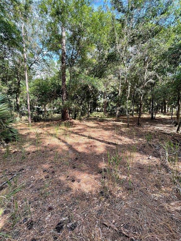 THUNDERHEAD STREET, WESLEY CHAPEL, FL — photo 3 of 3