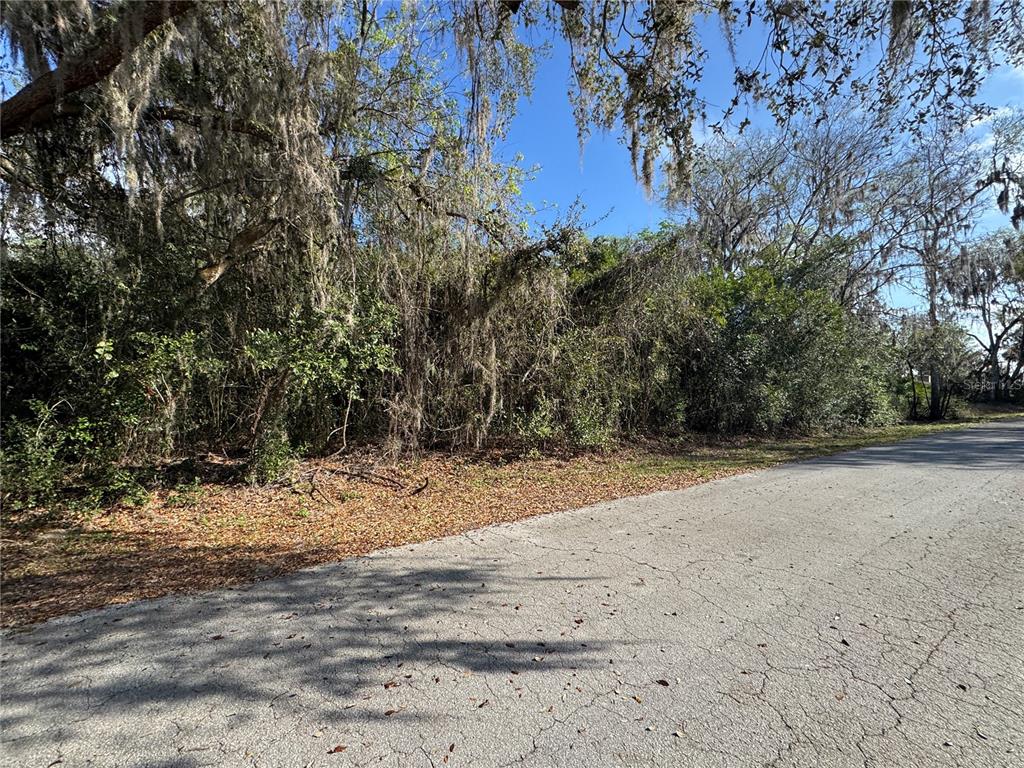 A paved road runs alongside a densely wooded, undeveloped lot with hanging Spanish moss — CR 482C, LAKE PANASOFFKEE, FL
