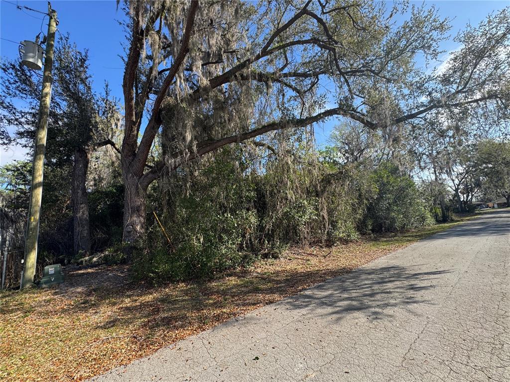 A paved road runs alongside a wooded lot featuring a large tree with Spanish moss — CR 482C, LAKE PANASOFFKEE, FL