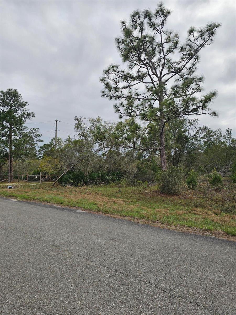A paved road runs alongside a vacant, wooded lot featuring several tall pine trees — 35485 NE 7th Drive, Okeechobee FL 34972, OKEECHOBEE, FL