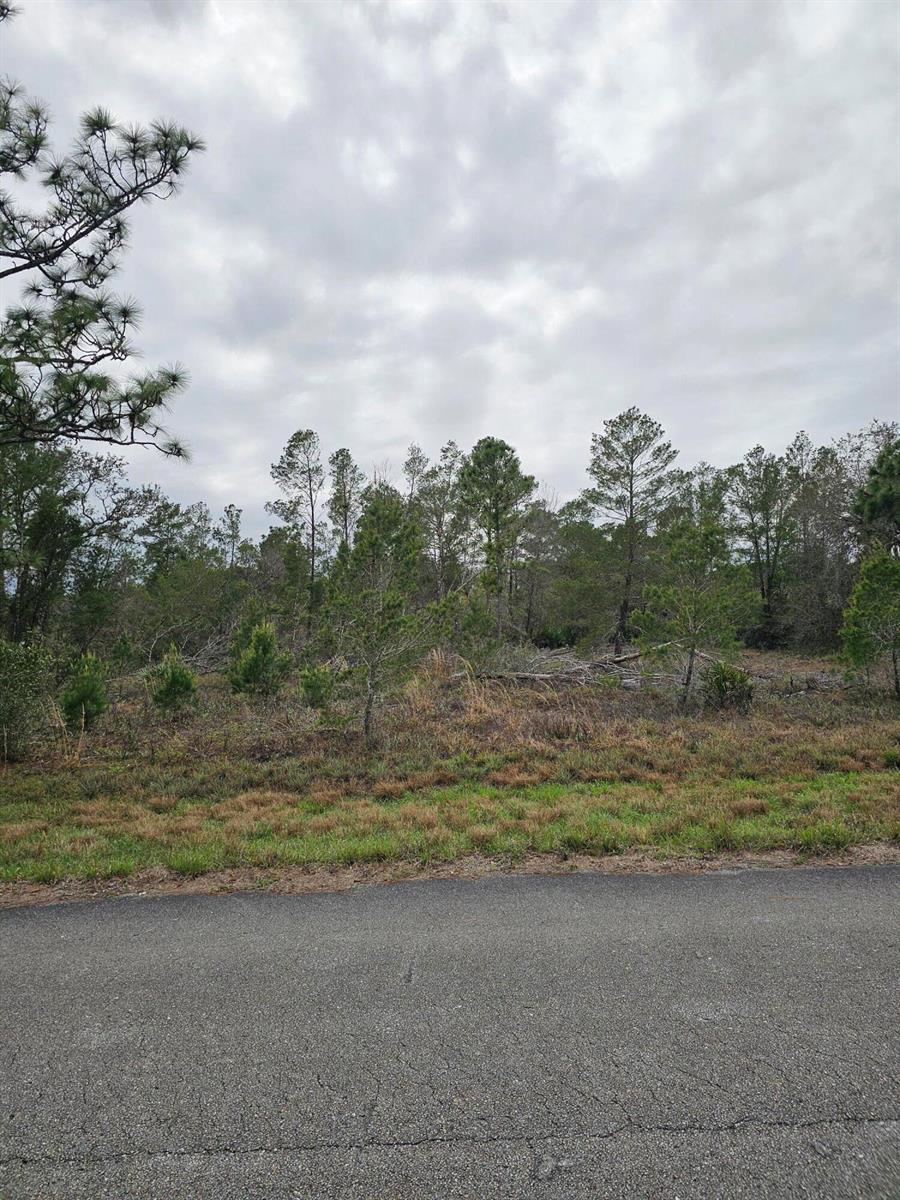 A view of a vacant, wooded lot from an adjacent paved road — 35485 NE 7th Drive, Okeechobee FL 34972, OKEECHOBEE, FL