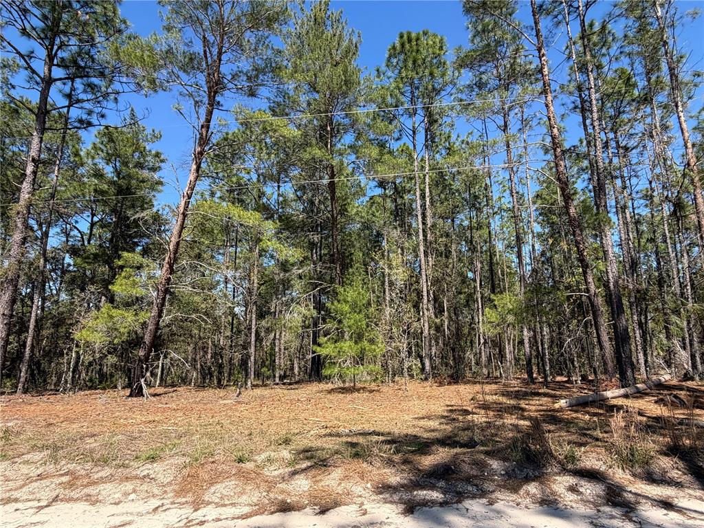 A view of a wooded lot with tall pine trees and sandy ground — 00000 SE 58TH PLACE, MORRISTON, FL