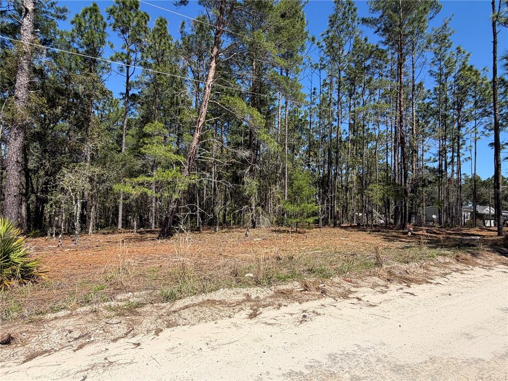 A vacant, wooded lot with a sandy foreground under a clear blue sky — 00000 SE 58TH PLACE, MORRISTON, FL