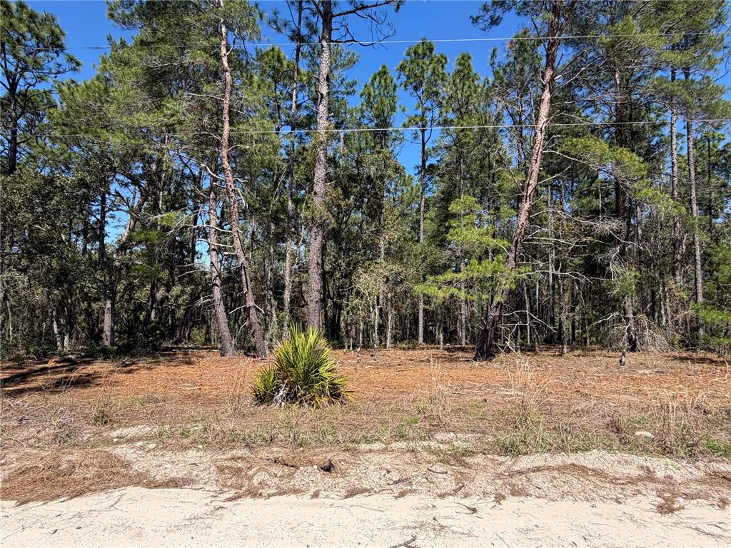 A wooded lot with a sandy foreground and a single small palm plant — 00000 SE 58TH PLACE, MORRISTON, FL