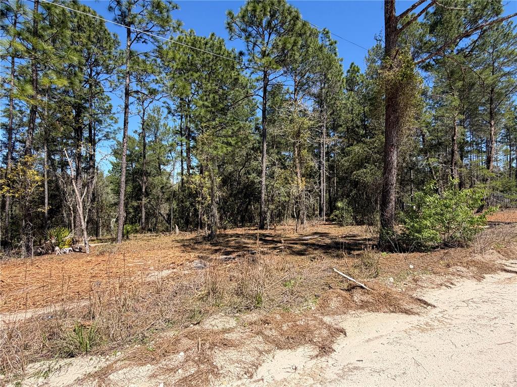 A dirt road borders a wooded lot with pine trees and scattered dry vegetation — 00000 SE 58TH PLACE, MORRISTON, FL