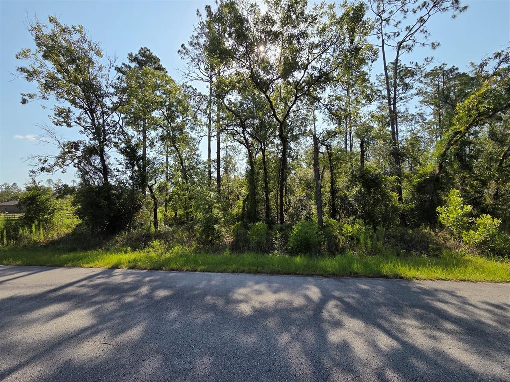 A view of a wooded, undeveloped lot bordering an asphalt road — Lot 37 SW HUNTER HILL AVENUE, DUNNELLON, FL