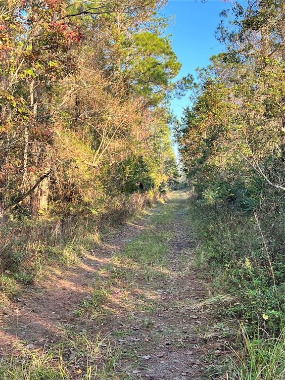 A dirt path leads through a wooded area with tall trees and dense undergrowth — UNIVERSITY HIGHLANDS/ DELAND CROSSINGS, DELAND, FL