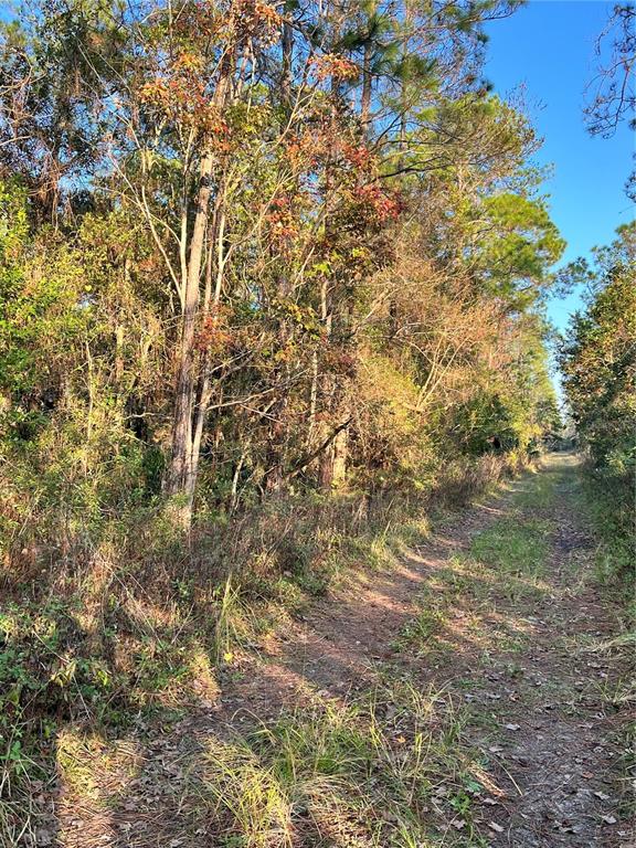 A dirt path leads through a wooded area with tall trees and dense undergrowth — UNIVERSITY HIGHLANDS/ DELAND CROSSINGS, DELAND, FL