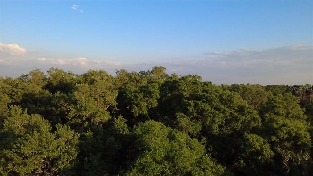An aerial view shows a dense forest of green trees under a clear blue sky — 18111 N US HWY 301, CITRA, FL