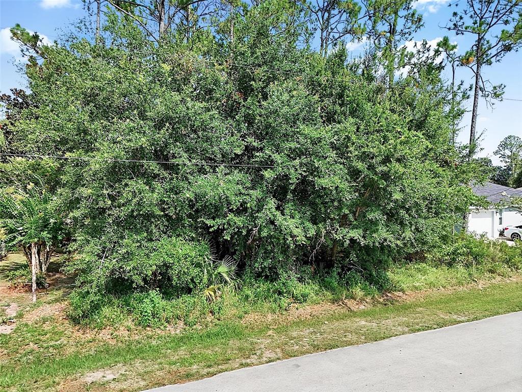 A large, dense tree and overgrown vegetation occupy a residential lot next to a road — 30 WELLWOOD LANE, PALM COAST, FL