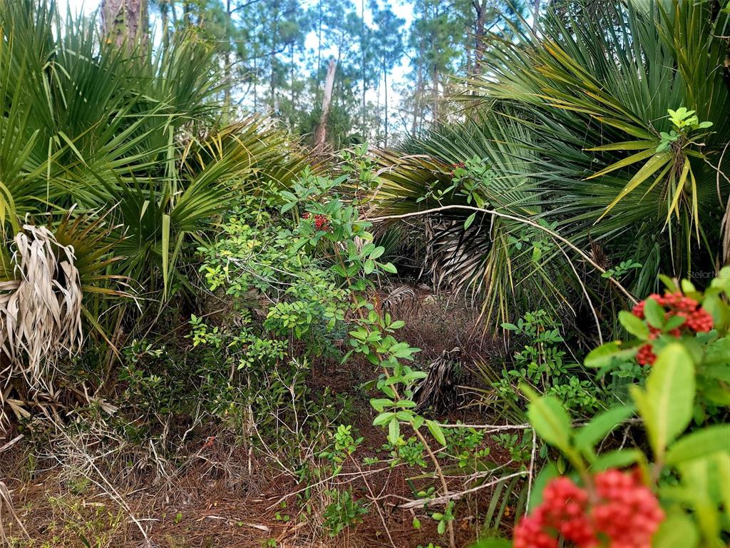 A dense thicket of saw palmetto plants and small trees with red berries — 141 NAPLES AVENUE S, LEHIGH ACRES, FL