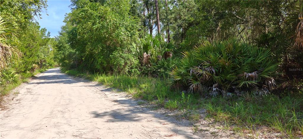 A dirt road runs alongside a wooded area with dense green trees and palmetto bushes — 212 N 2ND AVENUE, SATSUMA, FL