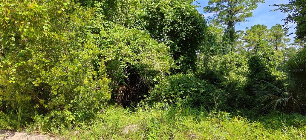 A dense, overgrown wooded lot with thick green foliage and trees under a blue sky — 212 N 2ND AVENUE, SATSUMA, FL