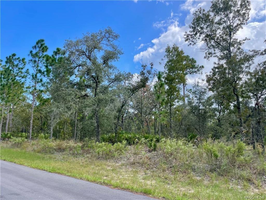 A paved road runs alongside a wooded lot with various trees and low-lying vegetation — 2172 W WILMINGTON LOOP, DUNNELLON, FL
