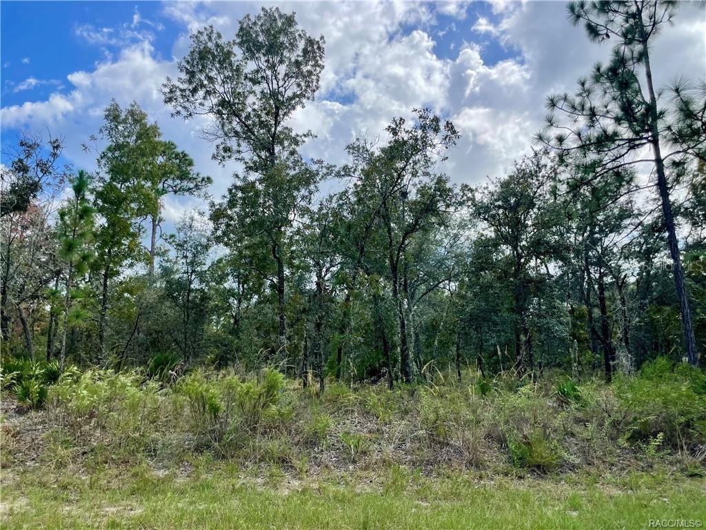 A wooded lot with a mix of pine and oak trees under a cloudy sky — 2172 W WILMINGTON LOOP, DUNNELLON, FL
