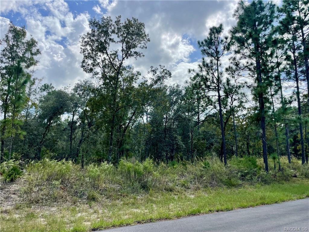 A wooded, undeveloped lot with tall pine and oak trees borders a paved road — 2172 W WILMINGTON LOOP, DUNNELLON, FL