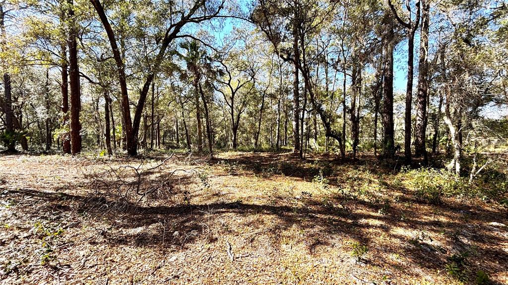 A wooded lot with scattered trees and a ground layer of dry leaves and brush — LINCOLN ROAD, DELAND, FL