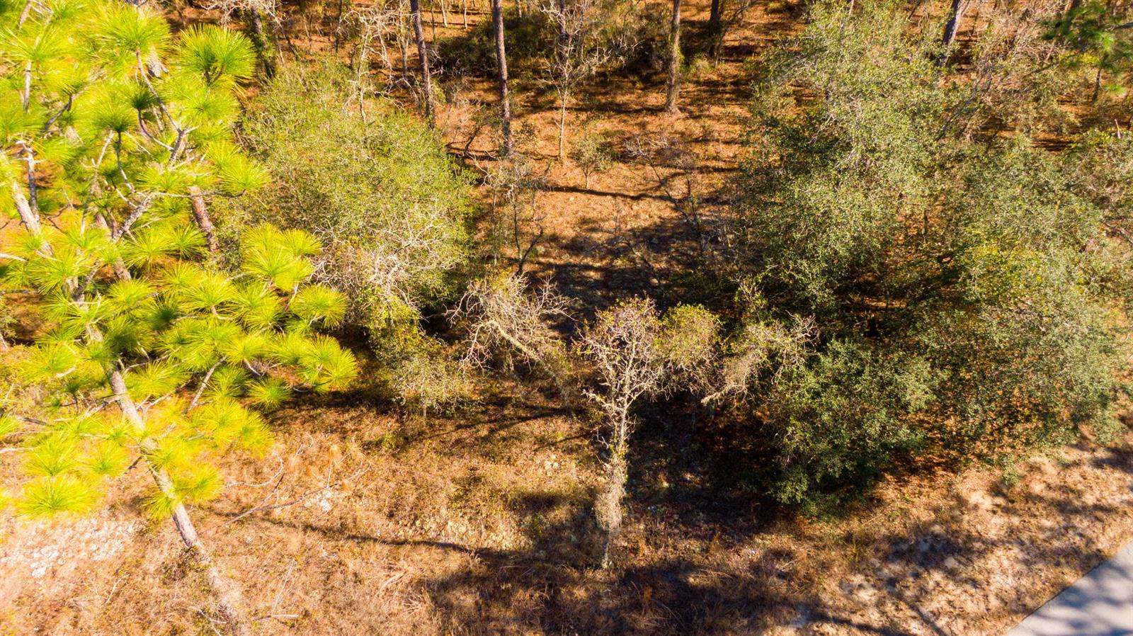 An aerial view shows a wooded lot with pine trees and scrub brush — 0000 SW Commodore Road, FL 34431, FL