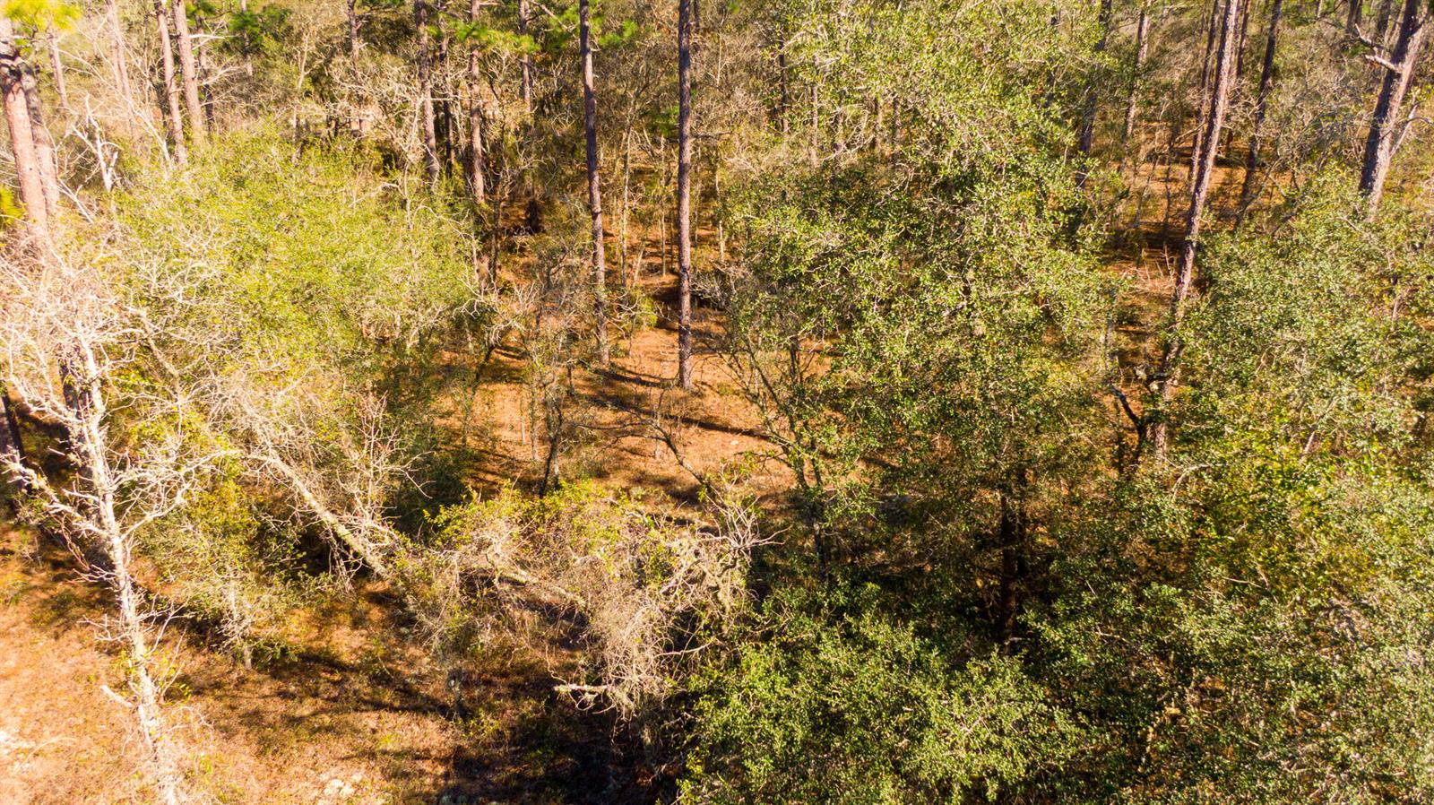 An aerial view shows a wooded lot with a mix of pine and oak trees — 0000 SW Commodore Road, FL 34431, FL