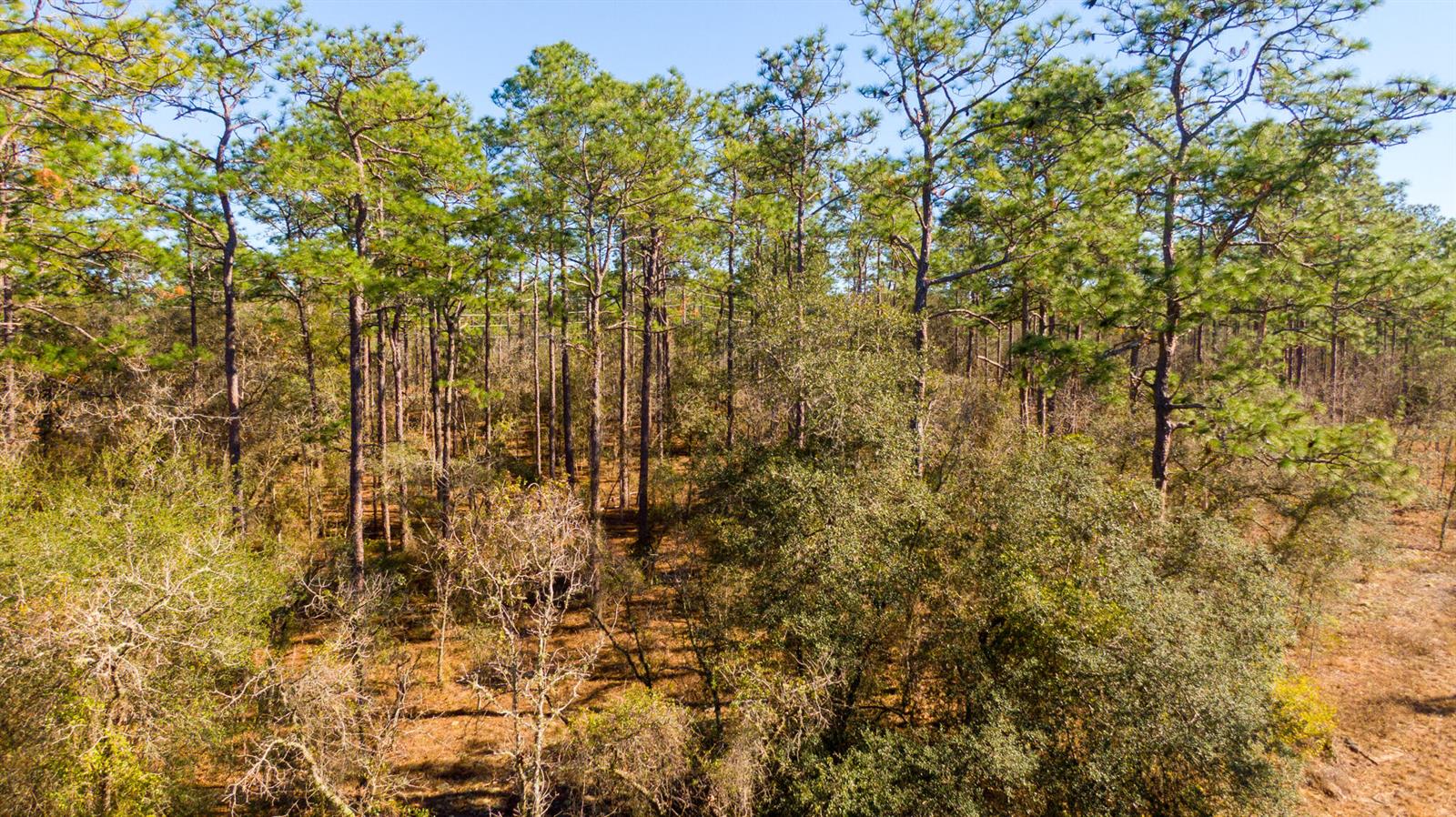 An aerial view shows a dense forest with tall pine trees and smaller deciduous undergrowth — 0000 SW Commodore Road, FL 34431, FL