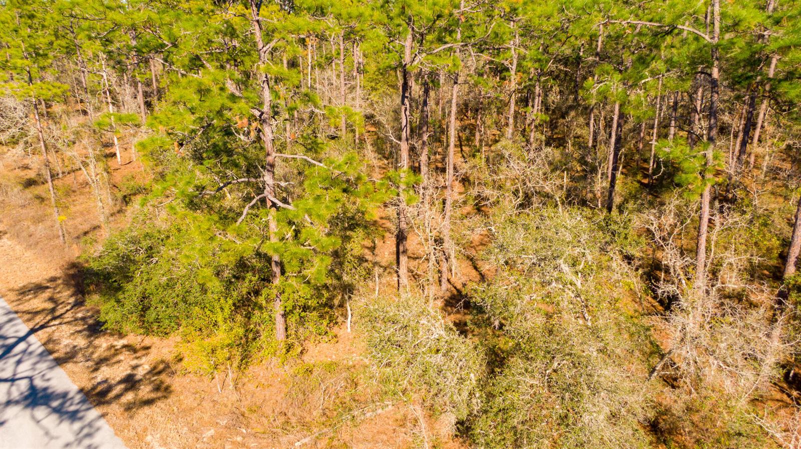 An aerial view shows a wooded lot with tall pine trees and dense underbrush — 0000 SW Commodore Road, FL 34431, FL