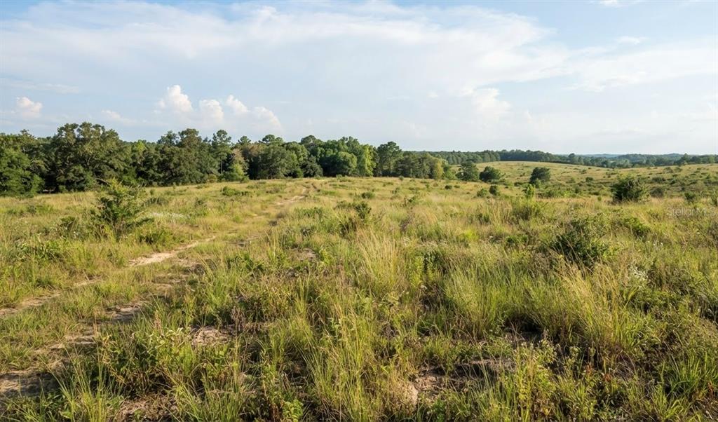 A wide, grassy field with scattered shrubs and a dirt path leads toward distant trees — 6TH AVENUE, OSTEEN, FL