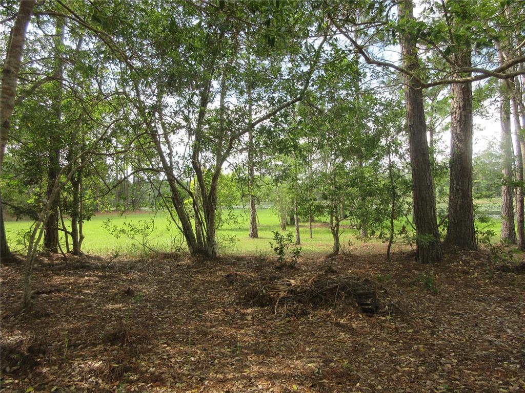 A wooded area with pine trees overlooks a grassy clearing and a pond — 0 SE 10TH STREET, SILVER SPRINGS, FL