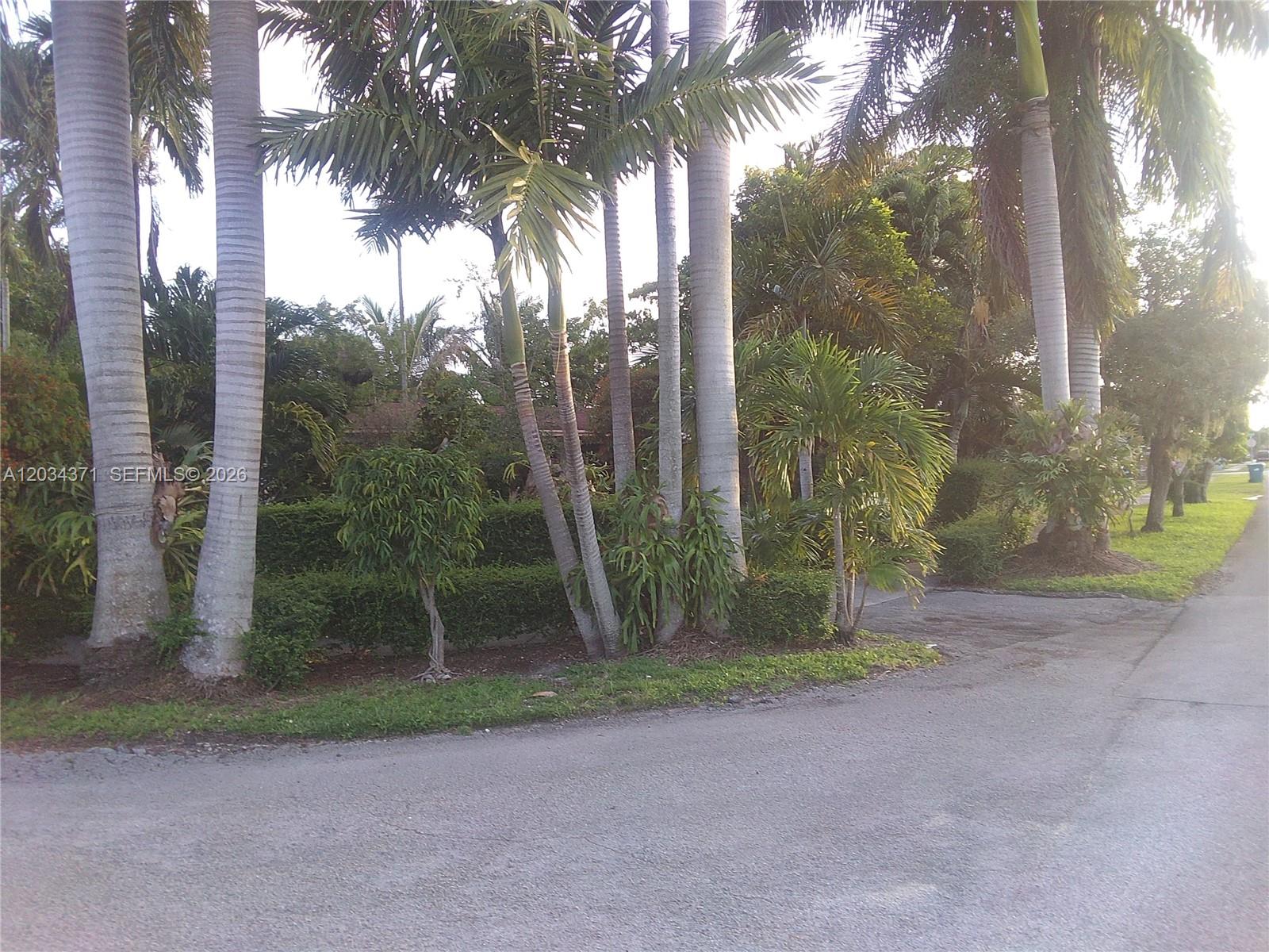 Tall palm trees stand along a paved road next to a landscaped hedge — 5300 SW 103rd Pl, Miami FL 33165, MIAMI, FL
