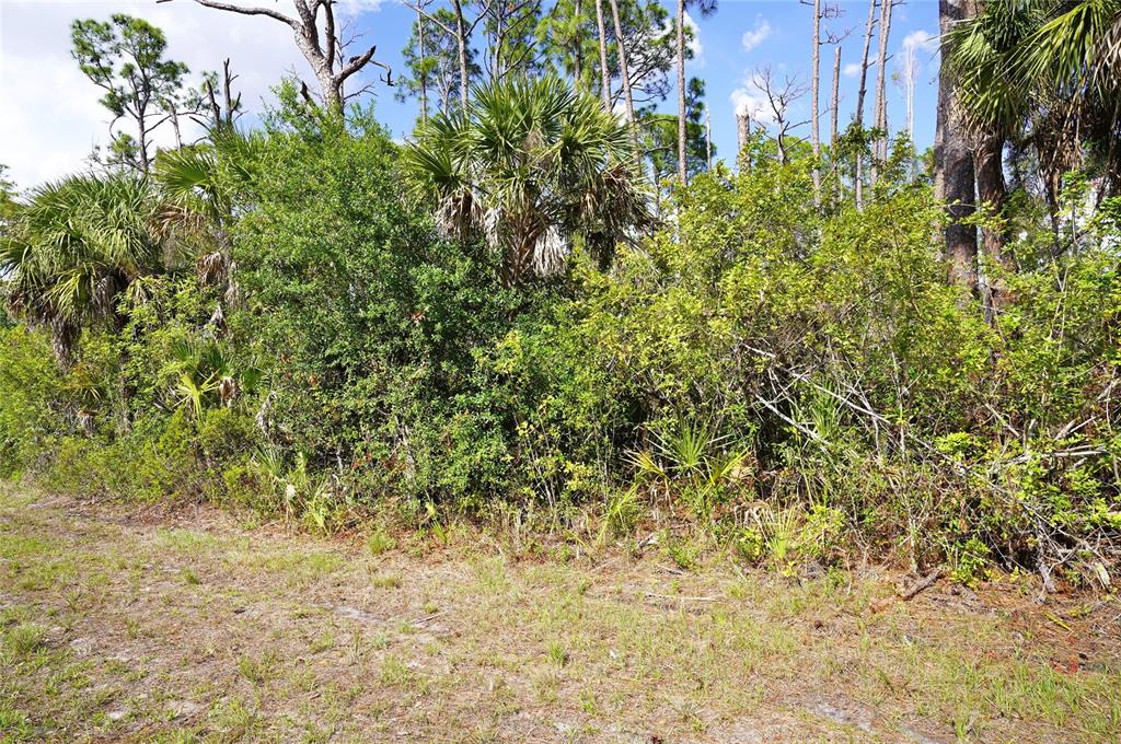 A view of a wooded lot featuring dense green shrubs, palm trees, and tall pines — 510 DAILEY STREET, PORT CHARLOTTE, FL