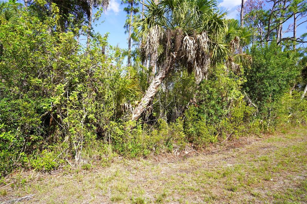 A view of a wooded lot with a palm tree and dense green vegetation — 510 DAILEY STREET, PORT CHARLOTTE, FL