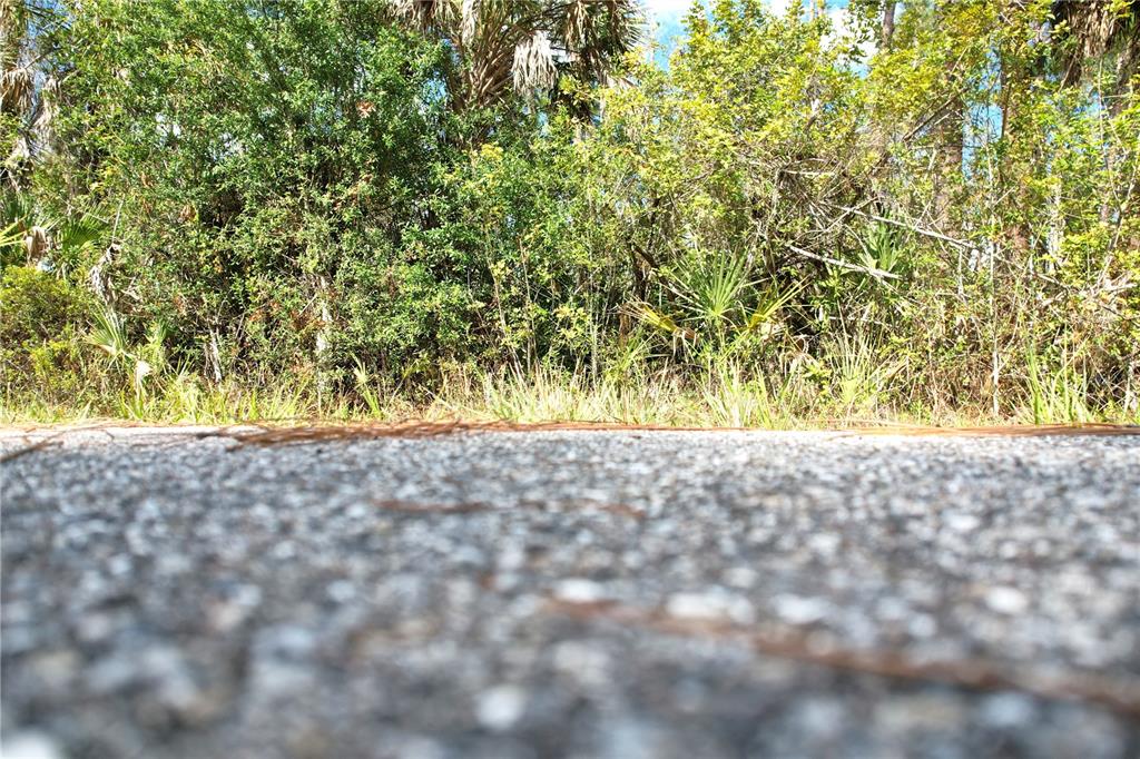 A low-angle view of a paved road bordering a dense area of trees and vegetation — 510 DAILEY STREET, PORT CHARLOTTE, FL