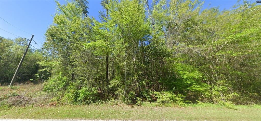 A dense, wooded vacant lot with a utility pole visible on the left side — 100 W STATE LINE ROAD, CENTURY, FL