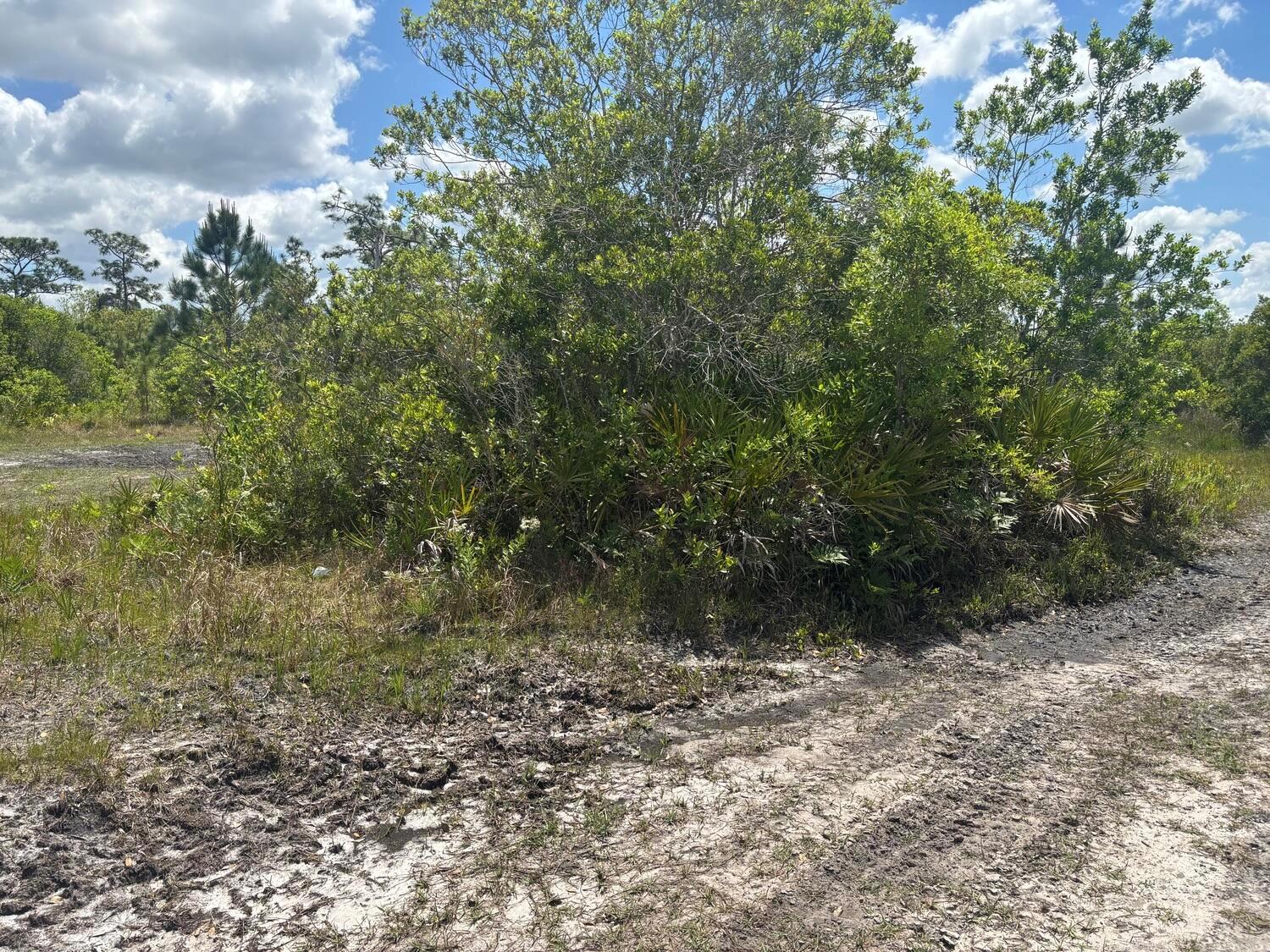 A dirt path leads toward a dense cluster of trees and shrubs in a grassy field — 0 Holopaw Groves Road, FL 34772, FL