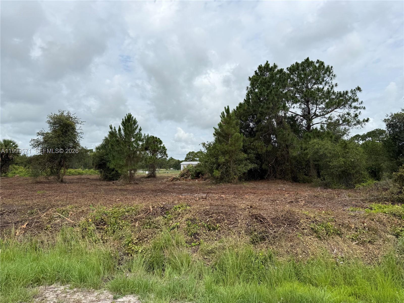 A cleared, grassy lot features scattered pine trees and a small structure in the distance — 760 N NOGAL ST, Clewiston FL 33440, CLEWISTON, FL