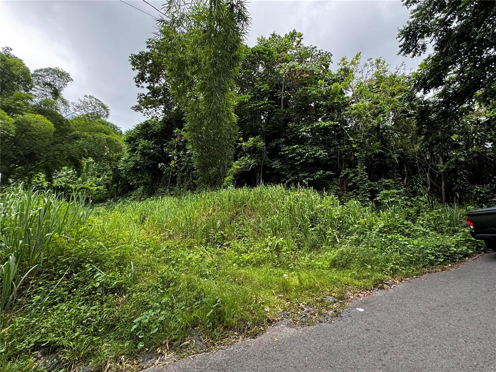 A view of a grassy, overgrown vacant lot bordered by trees and a paved road — Carr 181 BO MASA KM 13 HM 2 Lote 3, GURABO, PR