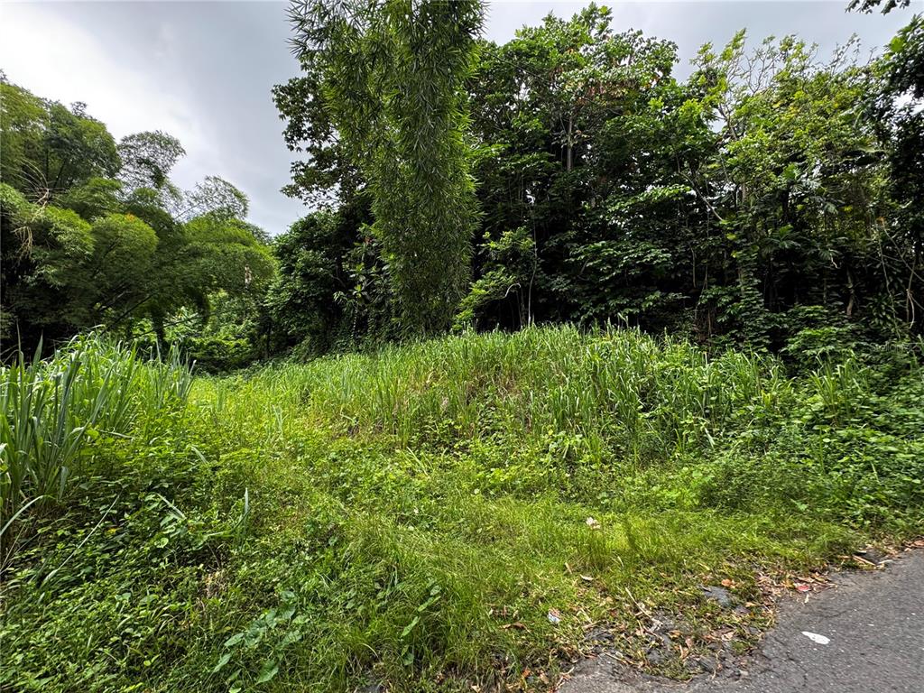 A grassy, overgrown vacant lot is bordered by dense trees and a paved road — Carr 181 BO MASA KM 13 HM 2 Lote 3, GURABO, PR
