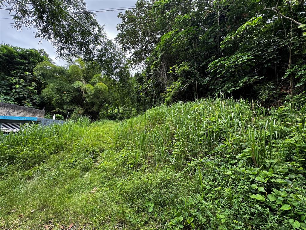 A sloped, grassy lot is surrounded by dense trees and vegetation next to a wall — Carr 181 BO MASA KM 13 HM 2 Lote 3, GURABO, PR