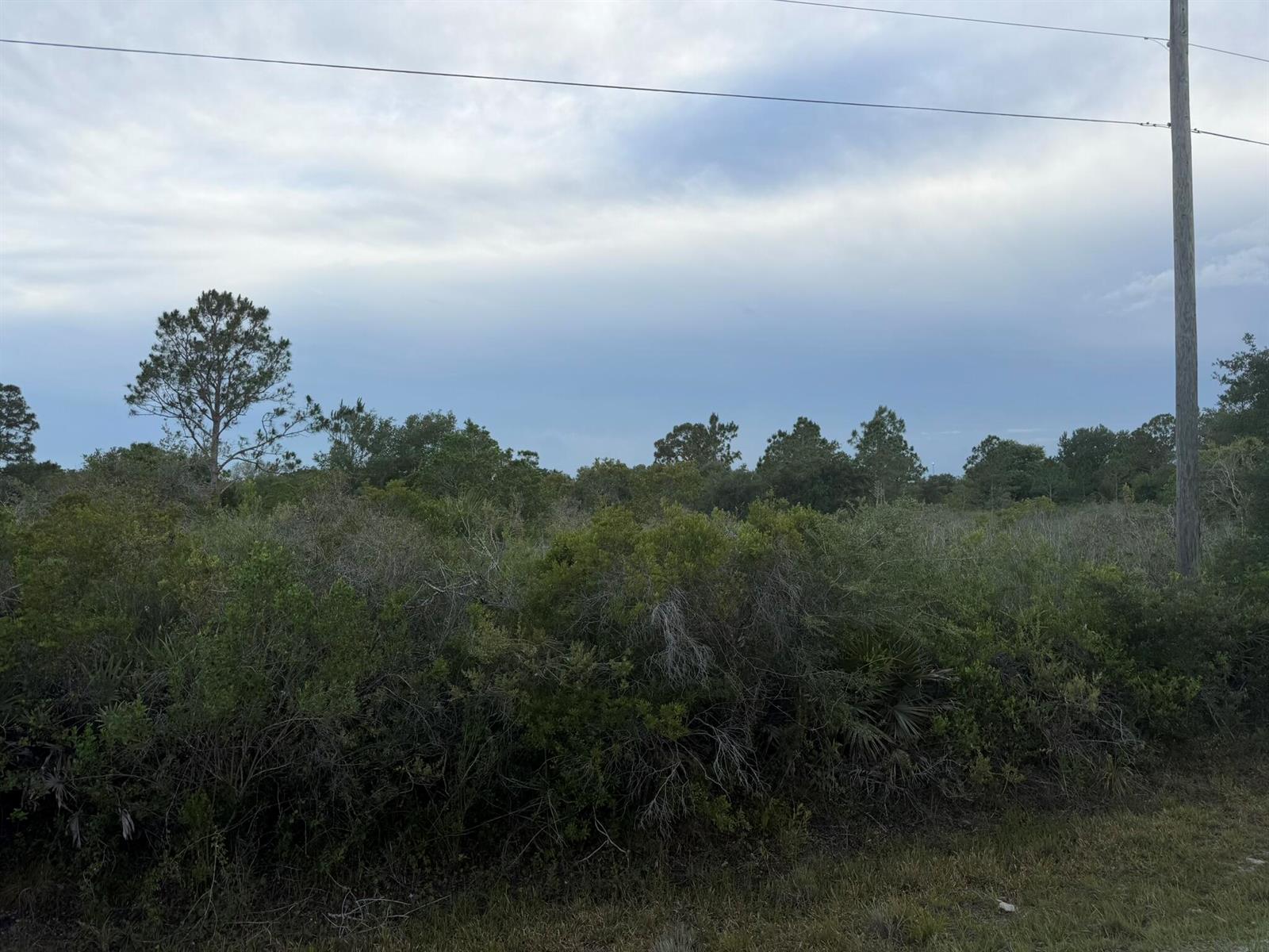 A view of a dense, overgrown lot with trees and shrubs under a cloudy sky — 15840 NW 298th Street, Okeechobee FL 34972, OKEECHOBEE, FL